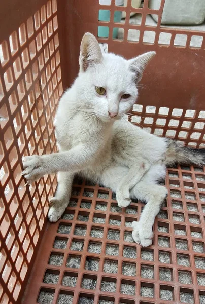 Kucing Mesir Duduk Keranjang Dengan Cakarnya Lantai — Stok Foto