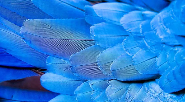 Macaw Peří Jsou Modré Bílé Žlutým Středem — Stock fotografie