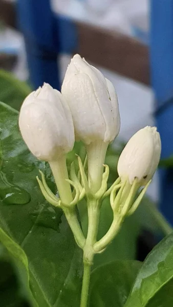 Yeşil Yapraklı Beyaz Çiçekli Bir Bitkinin Saksıları — Stok fotoğraf