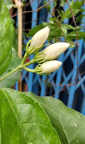 Maceta Una Planta Con Flores Blancas Sobre Una Hoja Verde — Foto de Stock