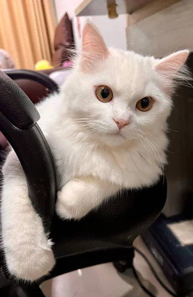 Ägyptische Katze Sitzt Auf Einem Stuhl Mit Den Pfoten Arm — Stockfoto