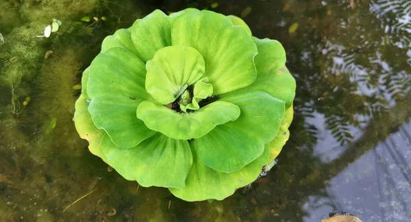Kohlkopf Teich Mit Wasser Und Blättern — Stockfoto