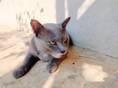 Bir duvarın önünde yerde yatan Mısırlı bir kedinin fotoğrafı..