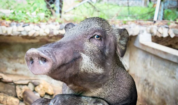 Una Fotografía Sus Scrofa Cerdo Está Mirando Cámara —  Fotos de Stock