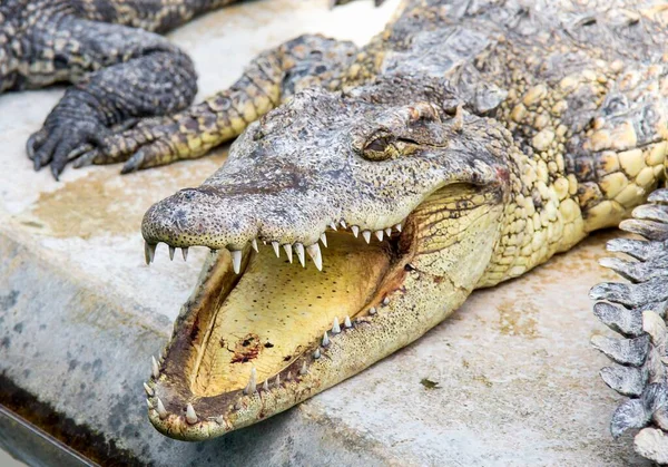 Ett Fotografi Krokodilus Niloticuse Vilande Klippa — Stockfoto