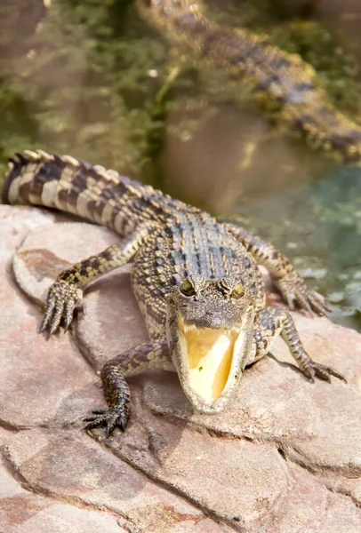 Фотография Крокодилового Нилотикузы Открытым Ртом — стоковое фото