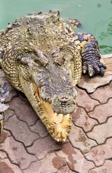 Valokuvaus Krokotiili Niloticus Lepää Kiven Reunalla — kuvapankkivalokuva