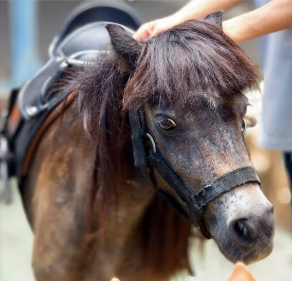 Una Fotografía Del Hocico Pony Acariciado Por Una Persona —  Fotos de Stock