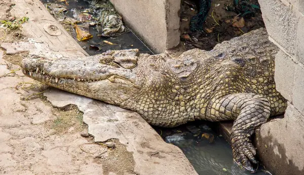 Eine Fotografie Von Krokodylus Niloticus Auf Dem Boden Liegend — Stockfoto