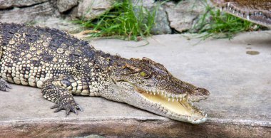 Bir kayanın üzerinde dinlenen timsah niloticus 'un fotoğrafı..