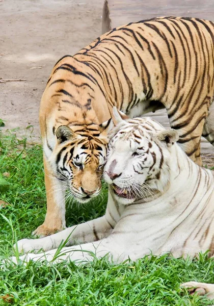 Photography Panthera Tigris White Tiger Zoo — Stock Photo, Image