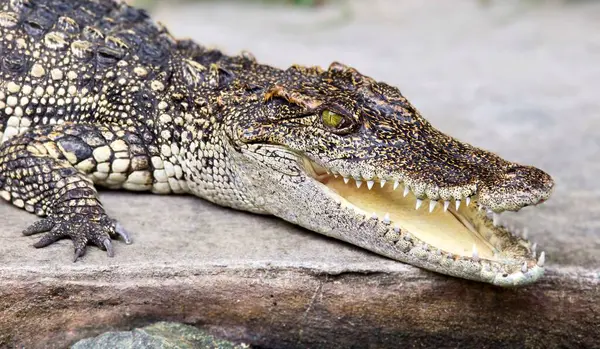 Фотографія Крокодила Відпочиває Скелі — стокове фото