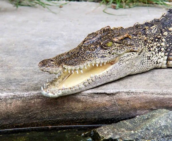 Фотография Крокодилового Нилотикуса Лежащего Скале — стоковое фото