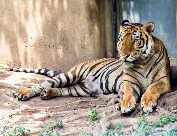 動物園の囲いの中の日陰で休んでいるパンテラ ティグリスの写真です — ストック写真