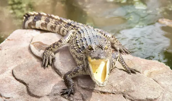 Una Fotografía Crocodylus Niloticuse Con Boca Abierta — Foto de Stock