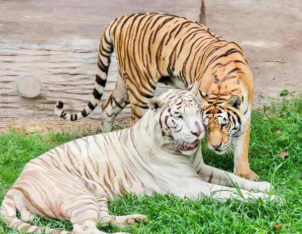 Fotografia Tygrysa Pantery Białego Tygrysa Zoo — Zdjęcie stockowe