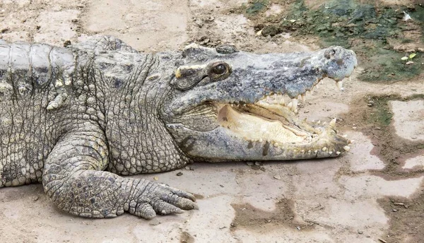 Ett Fotografi Crocodylus Niloticus Vilande Marken — Stockfoto