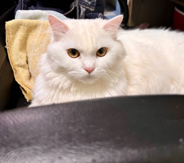 Bir sandalyede havlunun üzerinde oturan Mısırlı bir kedinin fotoğrafı..