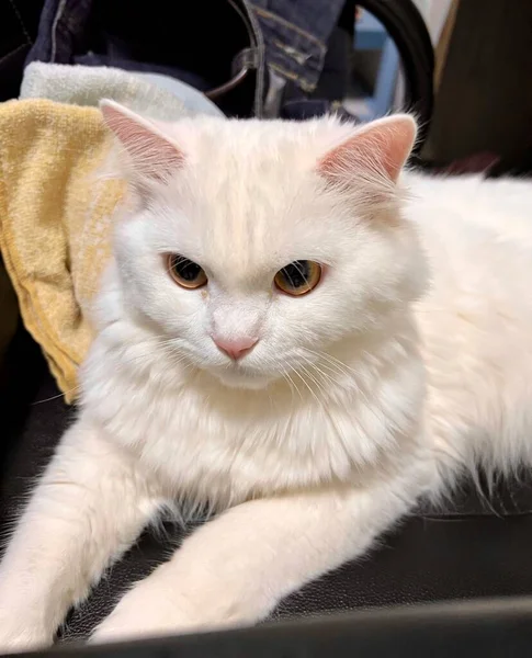 양귀비 고양이가 수건을 의자에 — 스톡 사진