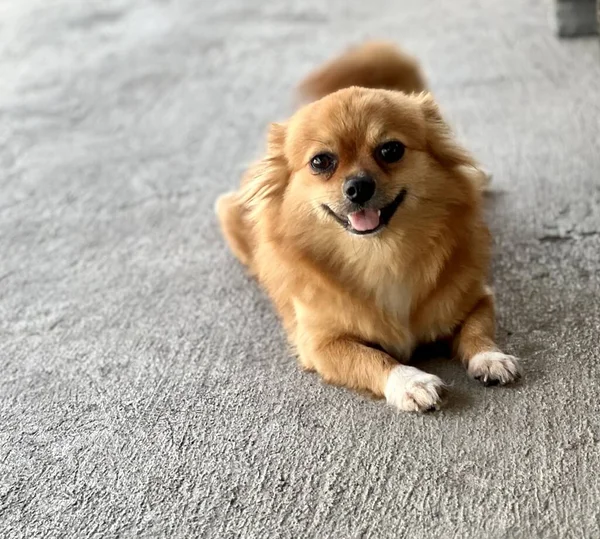 Photography Pomeranian Dog Sitting Floor His Tongue Out — Stock Photo, Image