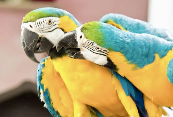 Hayvanat Bahçesindeki Bir Levrekte Oturan Papağanların Fotoğrafı — Stok fotoğraf