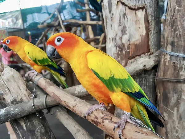 Kafesteki Bir Dalda Oturan Papağanların Fotoğrafı — Stok fotoğraf