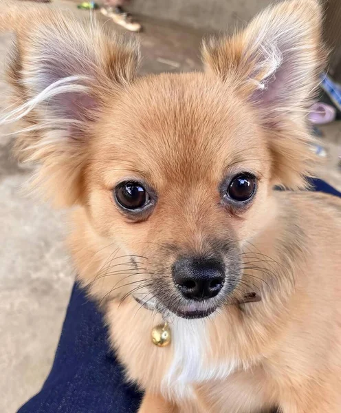 Ett Fotografi Chihuahua Hund Sitter Person Knä — Stockfoto