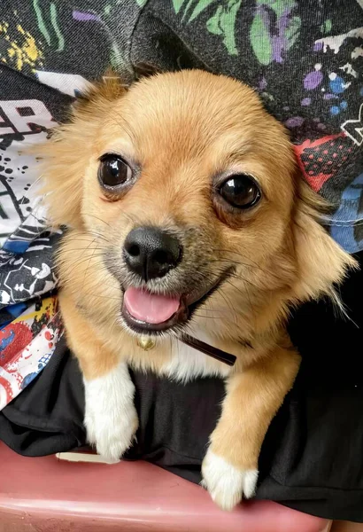 Egy Fotózás Chihuahua Kutya Egy Széken Egy Fekete Ing — Stock Fotó