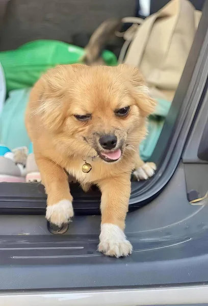 Μια Φωτογραφία Του Chihuahua Κάθεται Στο Καπό Ενός Αυτοκινήτου — Φωτογραφία Αρχείου