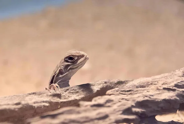 Eine Fotografie Einer Peitschenschwanzechse Die Auf Einem Felsen Der Wüste — Stockfoto