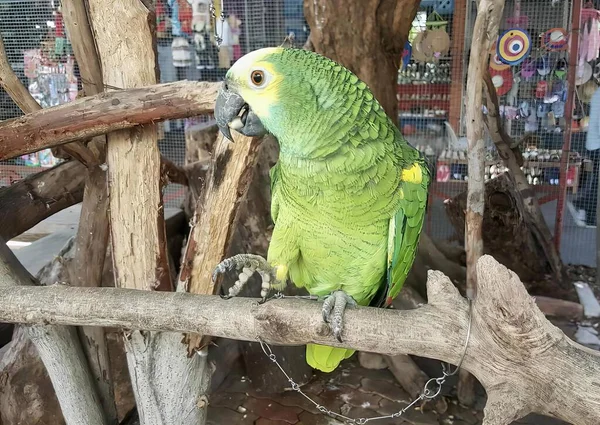 Фотографія Макаронного Папуги Просоченого Гілці Клітці — стокове фото