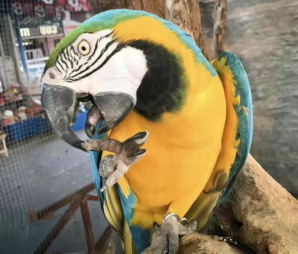 Fotografie Ptáka Macaw Ptáčkem Tlamě — Stock fotografie
