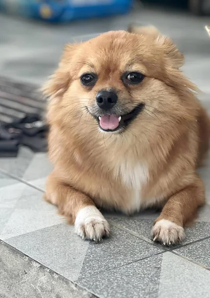 Een Foto Van Pomeranian Hond Zittend Tegelvloer Met Open Mond — Stockfoto