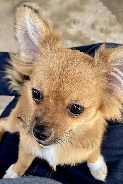 Egy Fotózás Chihuahua Egy Személy Ölében Nézi Kamerát — Stock Fotó
