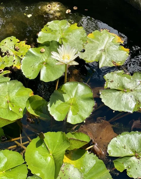 Eine Fotografie Von Wasserschlangen Einem Teich Mit Lilienkissen — Stockfoto