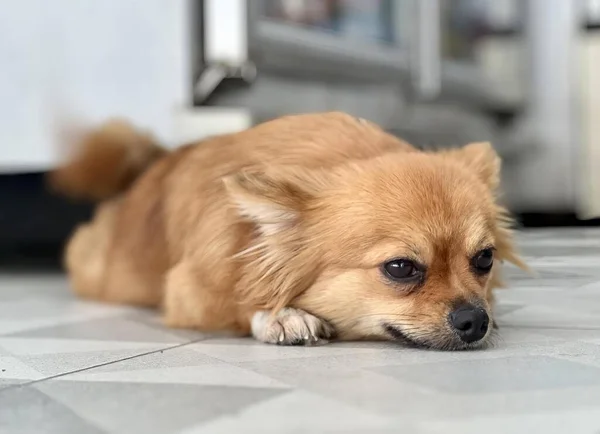 Φωτογραφία Του Σκύλου Pomeranian Ξαπλωμένος Στο Πάτωμα Της Κουζίνας Ψυγείο — Φωτογραφία Αρχείου