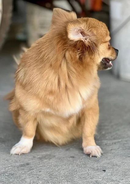 Ett Fotografi Chihuahua Sittande Marken Med Öppen Mun — Stockfoto