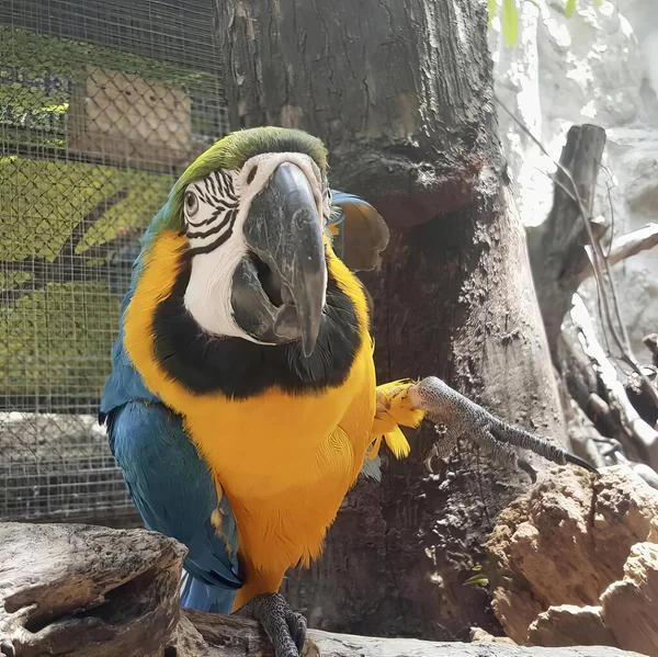 Une Photographie Oiseau Aras Assis Sur Une Branche Dans Zoo — Photo