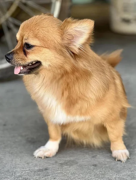 Una Fotografía Del Perro Chihuahua Sentado Suelo Con Lengua Fuera — Foto de Stock
