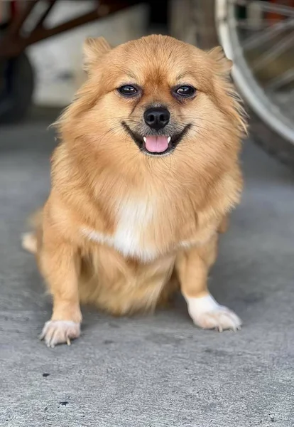 Ein Foto Von Chihuahua Der Auf Dem Boden Neben Einem — Stockfoto