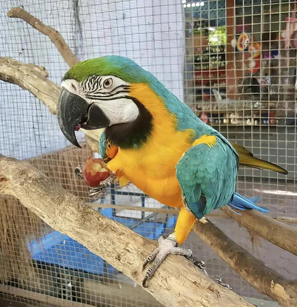 Una Fotografia Uccello Ara Che Mangia Pezzo Frutta Ramo — Foto Stock