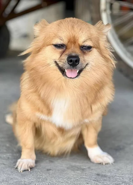 Ein Foto Des Pommerschen Hundes Der Mit Ausgestreckter Zunge Auf — Stockfoto