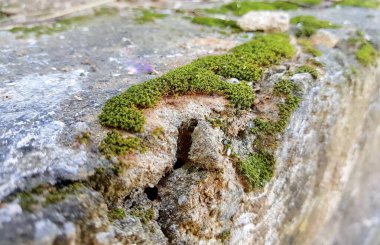 İçinde delik olan yosunlu bir kaya duvarının fotoğrafı. İçinde bir delik olan yosunlu bir kaya duvarı var..
