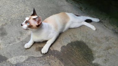 Yere uzanmış bir kedinin fotoğrafı yukarı bakıyordu. Yerde yatan bir kedi vardı..