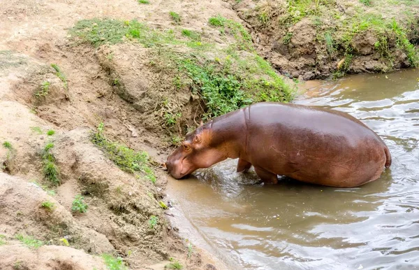 Une Photographie Hippopotame Dans Une Rivière Boueuse Avec Herbe Saleté — Photo