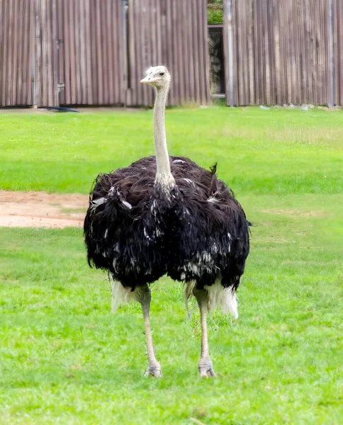 Photography Ostrich Walking Grassy Field Large Bird Standing Grass — Stock Photo, Image