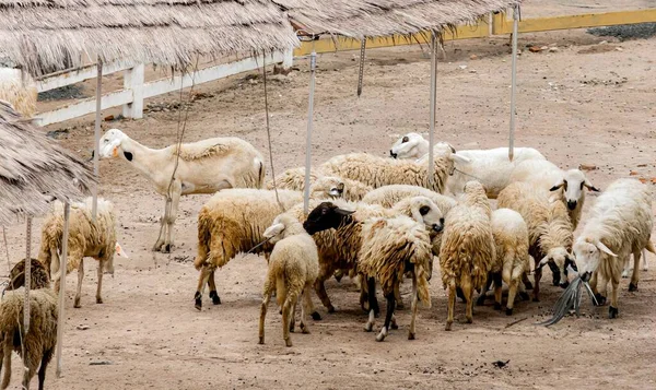 Eine Fotografie Einer Schafherde Die Auf Einem Feldweg Steht Viele — Stockfoto