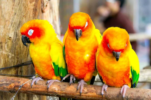 Bir Dalda Oturan Sarı Kuşun Bulanık Bir Arka Planı Olan — Stok fotoğraf