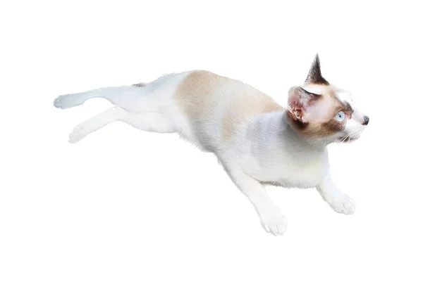 Una Fotografía Gato Está Volando Por Aire Hay Gato Que — Foto de Stock