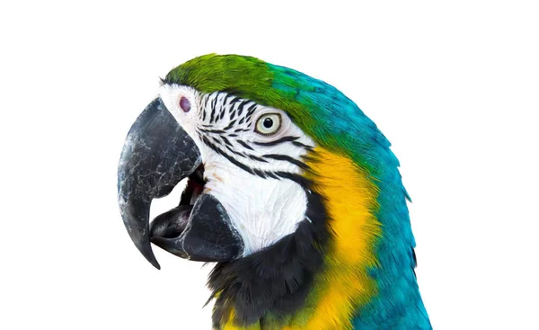 Fotografie Papouška Bílým Pozadím Papouška Modrou Žlutou Tváří Bílým Pozadím — Stock fotografie